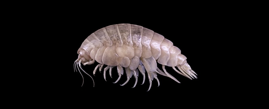 בבטנו נמצאו סיבים מיקרוניים הדומים לפולימר פלסטי שמשמש לייצור בקבוקי מים ובגדי אימון. הפלסטיקוס. צילום: ויקימדיה